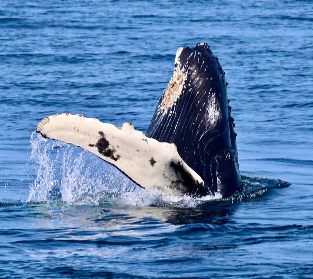 Humpback whale rising from the Atlantic Ocean