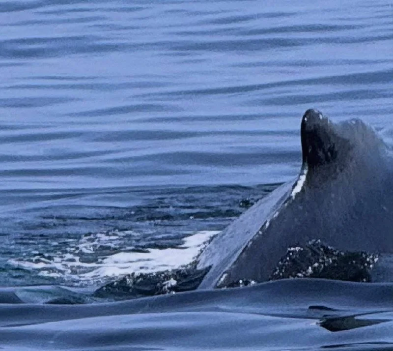 Humpback whale surfacing in calm blue Atlantic water